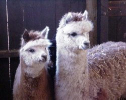 Alpacas, Xipe and Khepri
